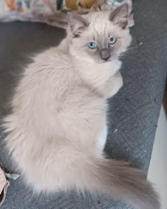 Cuccioli ragdoll maschietti