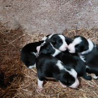 Cuccioli border colli