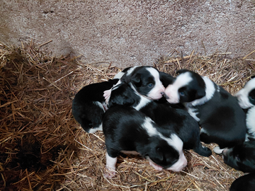 Cuccioli border colli