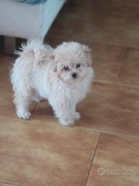 Spitz pomapoo