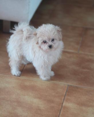 Spitz pomapoo