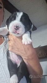 Cane incrocio