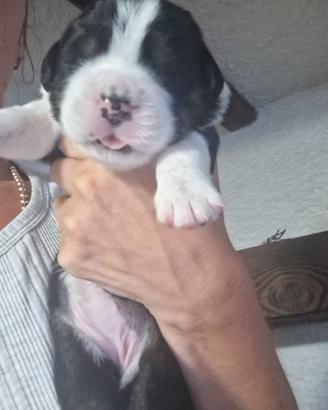 Cane incrocio