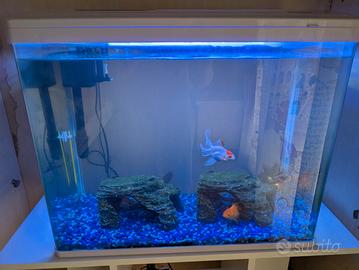  acquario +  oranda 