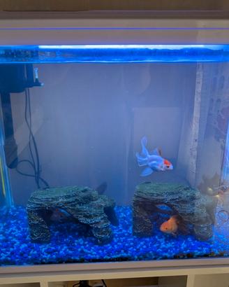  acquario +  oranda 