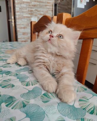 Persiano red tabby