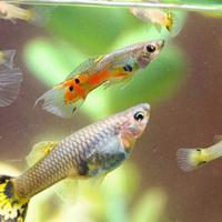 Pesci Guppy grandi e piccoli