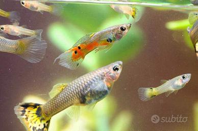 Pesci Guppy grandi e piccoli