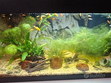 Acquario Tetra 54 litri