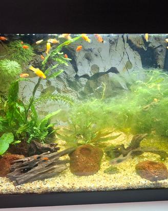 Acquario Tetra 54 litri