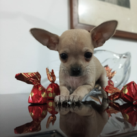 Chihuahua maschio crema