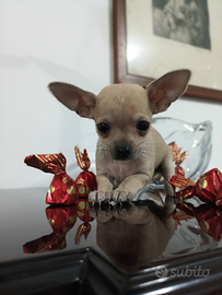 Chihuahua maschio crema
