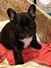 Cuccioli Bouledogue Francese altissima genealogia