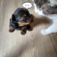 Yorkshire terrier da selezione ventennale