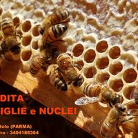 Nuclei o Famiglie di Api - APE LIGUSTICA