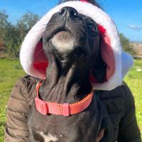 Cane adotta meticcio nero vaccini dolci