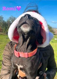 Cane adotta meticcio nero vaccini dolci