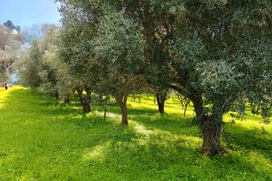 Uliveto