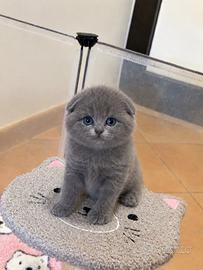 Meravigliosi Gattini scottish fold