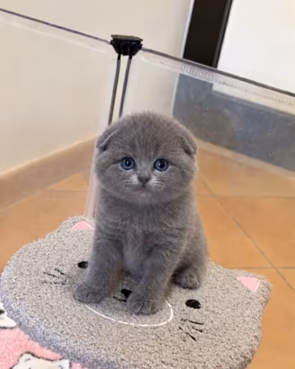 Meravigliosi Gattini scottish fold