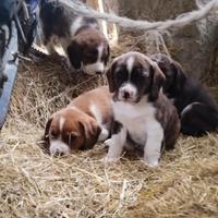 Cani da caccia