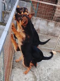 Cuccioli pastore tedesco