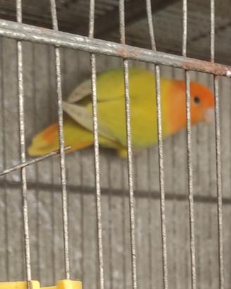 Inseparabili