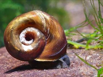 Planorbarius corneus