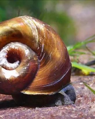 Planorbarius corneus