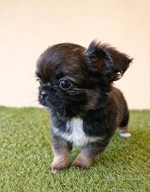 Chihuahua maschietti piccoli dolcissimi belli