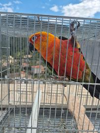 Pappagalli che parlano