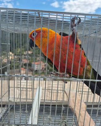 Pappagalli che parlano