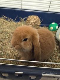 Coniglietta nano ariete