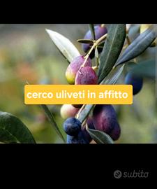 Uliveti Imperia ed entroterra