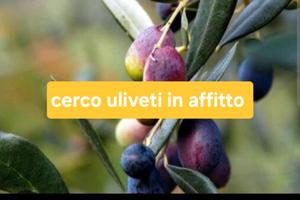 Uliveti Imperia ed entroterra