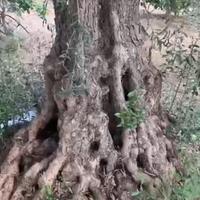 albero olivo secolare ornamentali