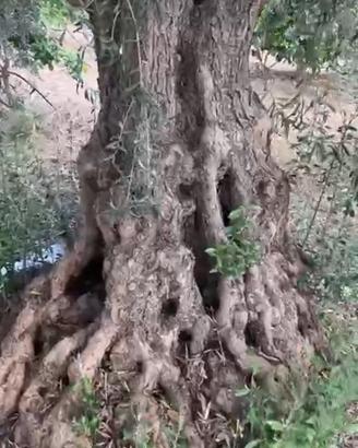 albero olivo secolare ornamentali