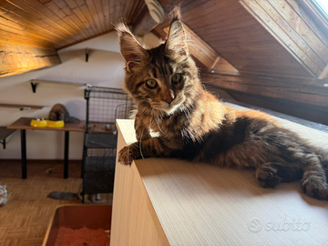 Cuccioli Maine coon pedigree FIAF