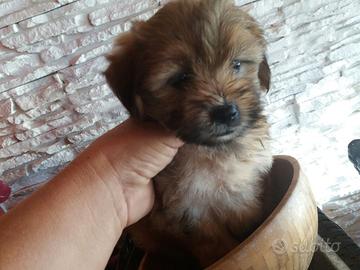 cuccioli di maltese mix volpino ( maschietti)