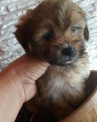 cuccioli di maltese mix volpino ( maschietti)
