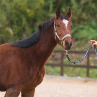 Cavallo