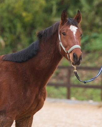 Cavallo