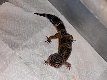 geca leopardina black night