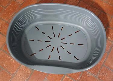 Cuccia rigida