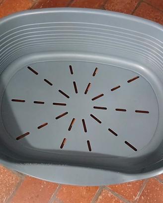 Cuccia rigida
