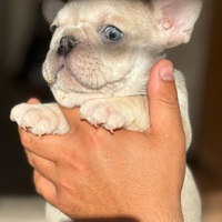 Bulldog francese