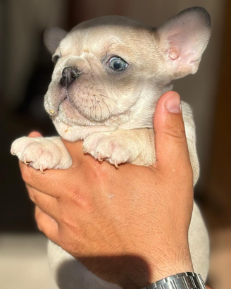 Bulldog francese