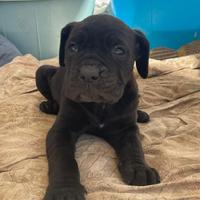 Cane corso