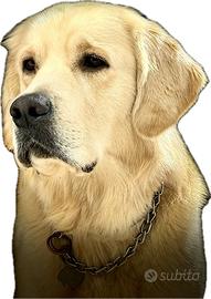 Cane Labrador Golden retriver per monta