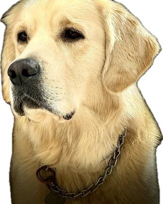 Cane Labrador Golden retriver per monta